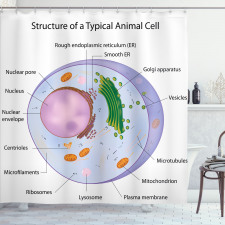 Eğitici Duş Perdesi Hayvan Hücresini Gösteren Renkli Görsel