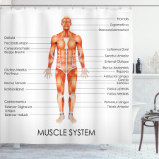 Insanlar Duş Perdesi Anatomik Kas Sistemi