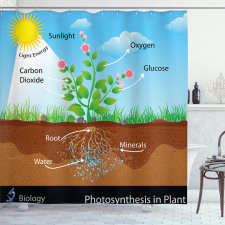 Öğretici Duş Perdesi Bitkilerde Fotosentez