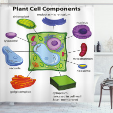Öğretici Duş Perdesi Bitki Hücresi