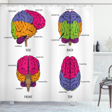 Öğretici Duş Perdesi Beynin Yapısı Desenli