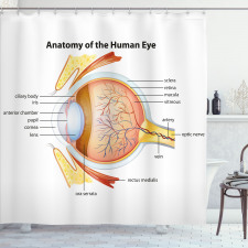 Öğretici Duş Perdesi Gözün Anatomisi