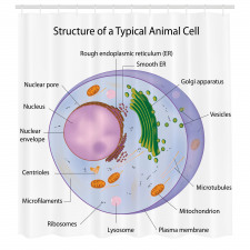 Eğitici Duş Perdesi Hayvan Hücresini Gösteren Renkli Görsel