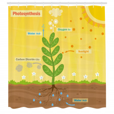 Öğretici Duş Perdesi Doğada Fotosentez