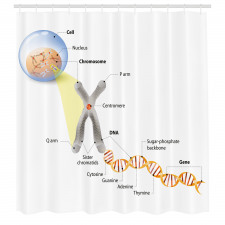 Öğretici Duş Perdesi Hücre ve DNA