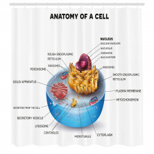 Öğretici Duş Perdesi Hücrenin Anatomisi