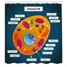 Öğretici Duş Perdesi Hayvan Hücresi Desenli