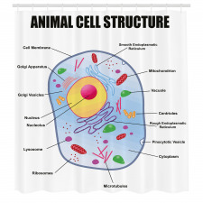 Öğretici Duş Perdesi Hayvan Hücresi Yapısı