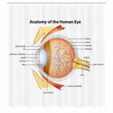 Öğretici Duş Perdesi Gözün Anatomisi