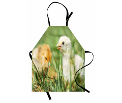 Close up Photo Baby Chickens Apron