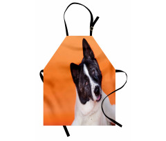 Akita on Orange Apron