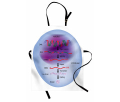 Eğitici Mutfak Önlüğü Biyoloji Gen Ekspresyonunu Gösteren Tasvir