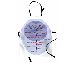 Eğitici Mutfak Önlüğü Gen Ekspresyonu ve Moleküler Biyoloji İmajı