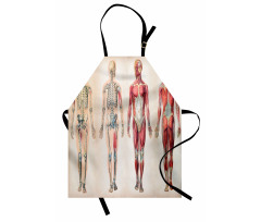 Anatomy Human Body Apron