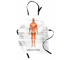 Insanlar Mutfak Önlüğü Anatomik Kas Sistemi