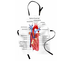 Human Body Organ Apron