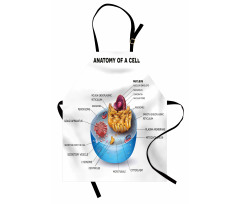 Öğretici Mutfak Önlüğü Hücrenin Anatomisi