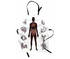 Organs Infographic Image Apron