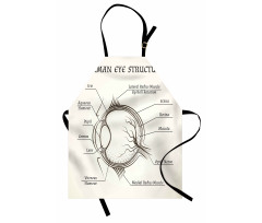 Structure of the Human Eye Apron