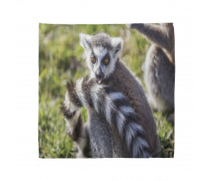 Ring Tailed Funny Expression Bandana