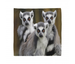 Ring Tailed Monkey Animals Bandana