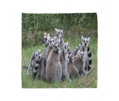 Ring Tailed Madagascar Monkey Bandana