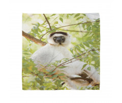 Wild Verreaux's Sifaka Photo Bandana