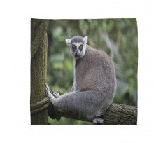 Photo of Madagascar Mammal Bandana