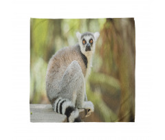 Aperture Photo Mammal Animal Bandana