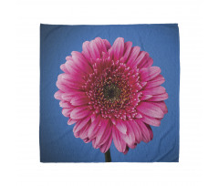 Gerbera Blossom Bandana