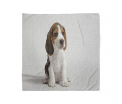 Beagle Bandana Sevimli Minik Yavru Hayvan Fotoğrafı Deseni