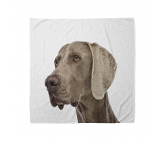 Hayvan Bandana Yakın Çekim Weimaraner Cinsi Köpek Portresi