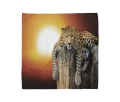 Hayvan Deseni Bandana Dinlenen Leopar