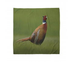 Pheasant Long Tail Meadow Bandana