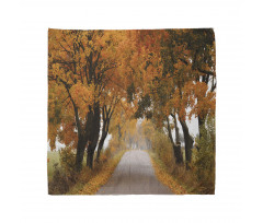 Serene Vivid Maple Trees Bandana