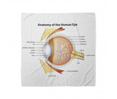 Öğretici Bandana Gözün Anatomisi