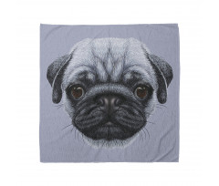 Pug Bandana Sevimli Siyah Köpek Portre Mavi Fonlu Komik