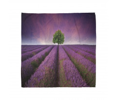 Lavender Fields and Tree Bandana