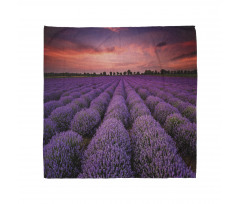 Lavender Field Sunset Bandana