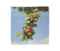 Succulent Apricots on Tree Bandana