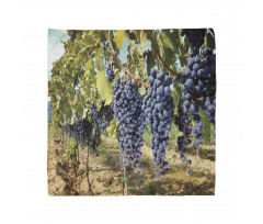 Rows of Wine Fruits in Italy Bandana