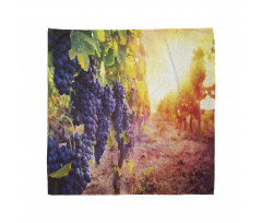 Grape in Countryside Vineyard Bandana