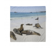 Galapagos Island Sea Lions Bandana