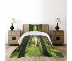 Sunny Day in the Forest Bedspread Set