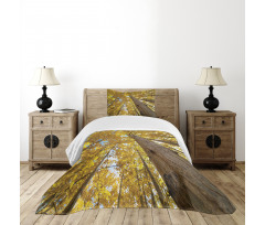 Aspen Trees in Forest Bedspread Set