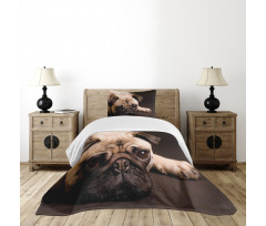 Puppy Photograph Animals Bedspread Set