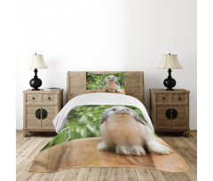 Photo of Holland Lop Rabbit Bedspread Set