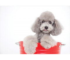 Pet in a Bucket Posing Aluminum Water Bottle