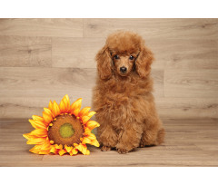 Sunflower on Wooden Backdrop Aluminum Water Bottle