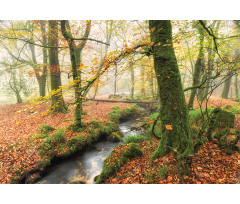 Misty Woods Cornwall Aluminum Water Bottle